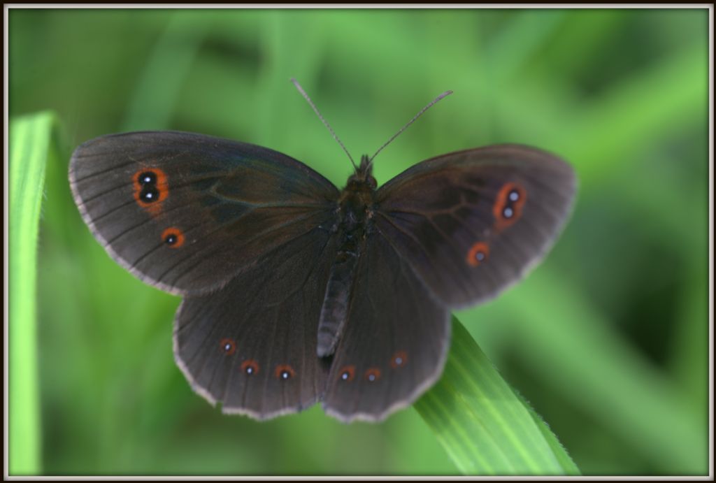 Erebia aethiops