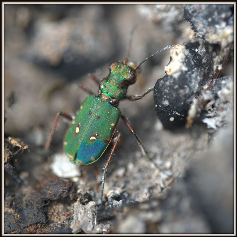 Cicindela... e poi? C. campestris, femmina.