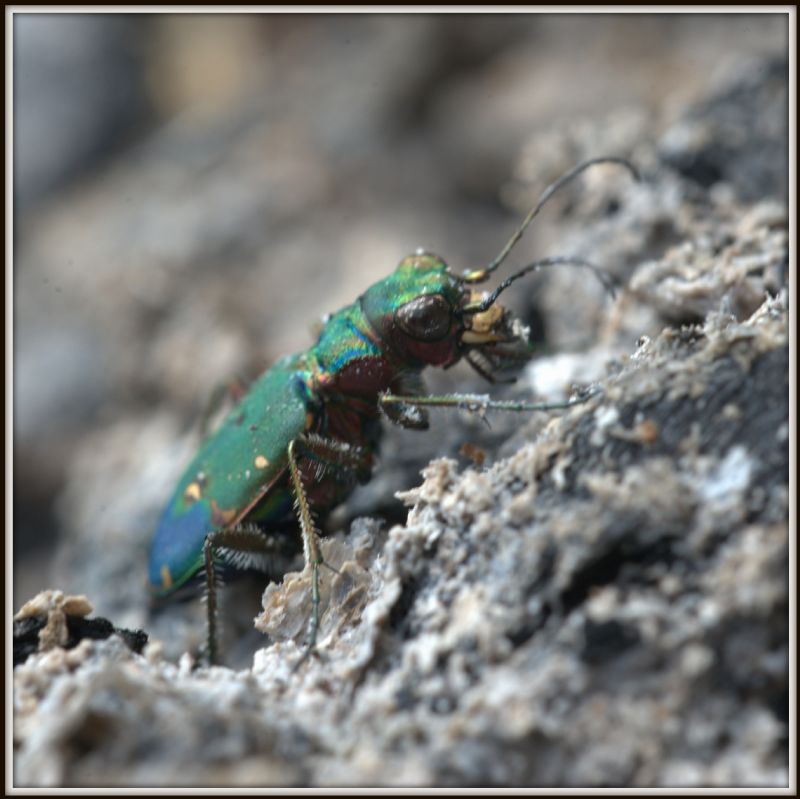 Cicindela... e poi? C. campestris, femmina.