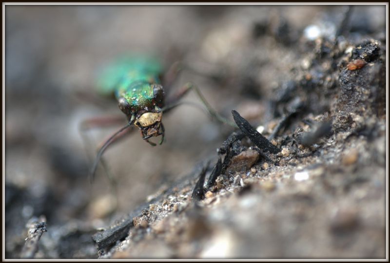 Cicindela... e poi? C. campestris, femmina.