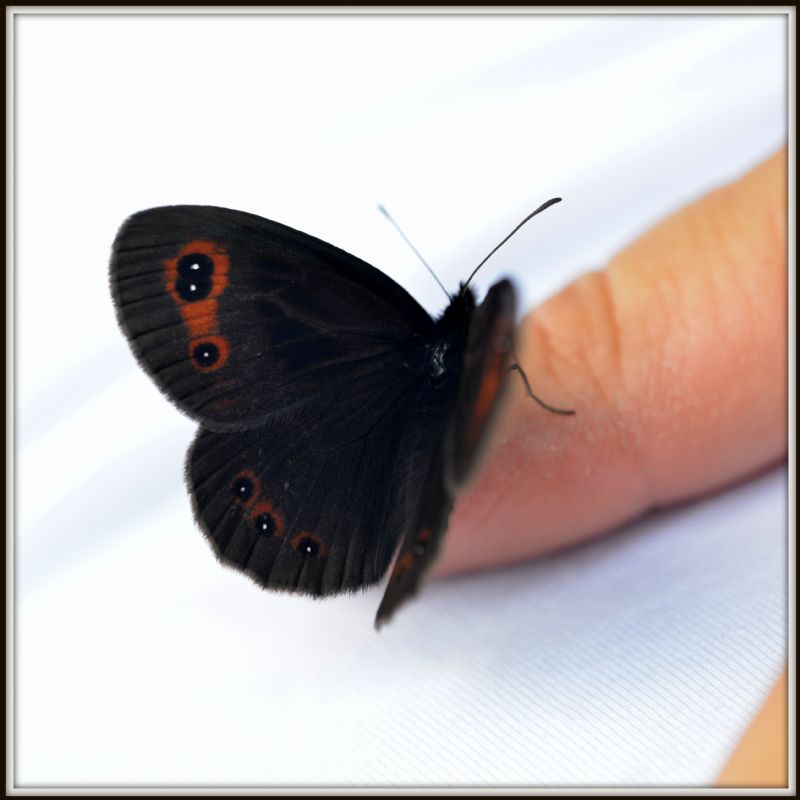 Erebia aethiops