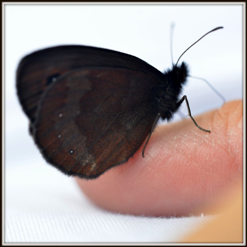 Erebia aethiops