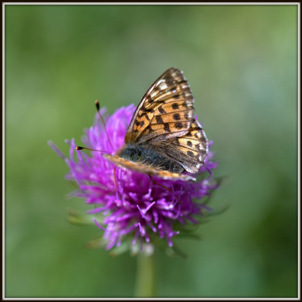 Boloria (pales?) S