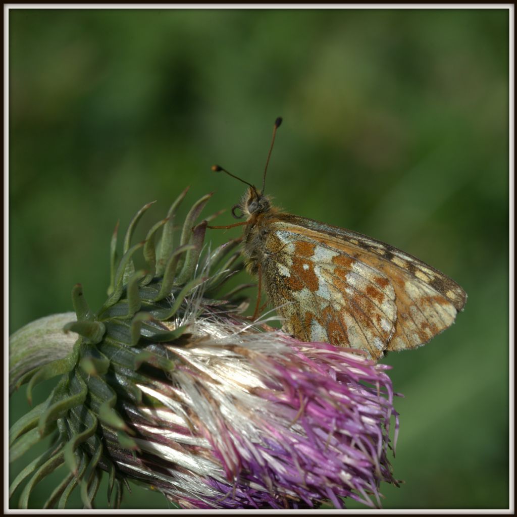 Boloria (pales?) S