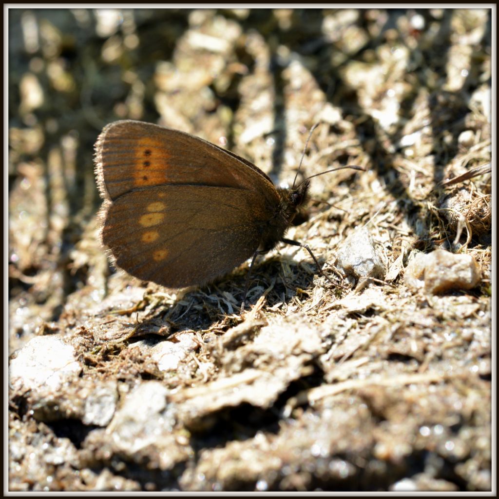 Erebia 4 - Erebia melampus