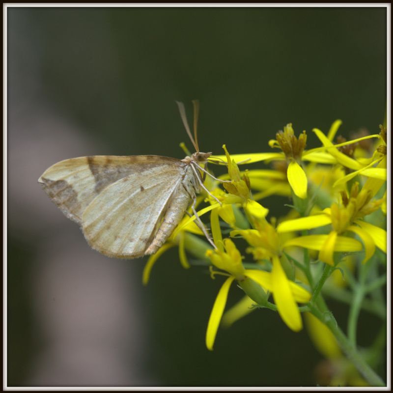 una falena senza nome - Eulithis populata