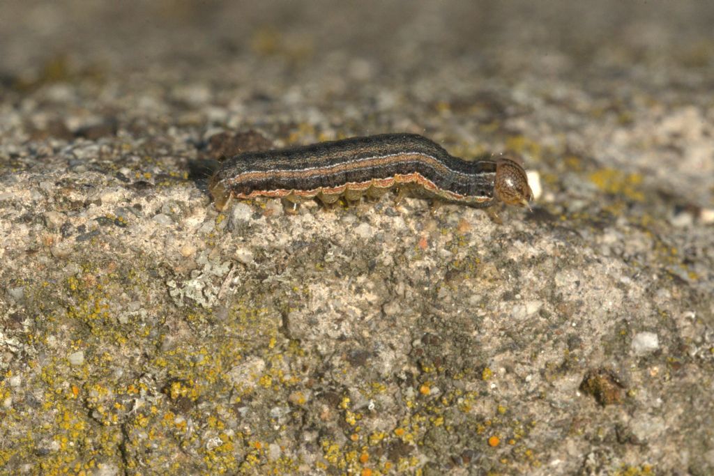 ancora bruchi di Mithymna unipuncta