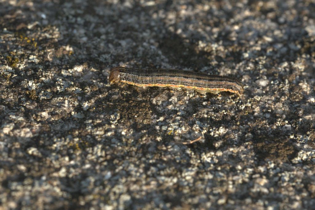 ancora bruchi di Mithymna unipuncta