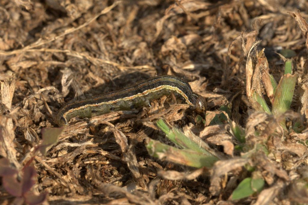 ancora bruchi di Mithymna unipuncta