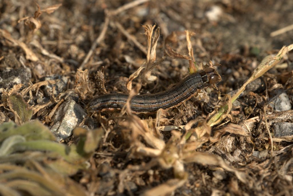 ancora bruchi di Mithymna unipuncta