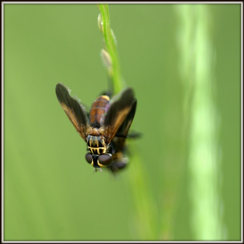 Trichopoda pennipes (Tachinidae)