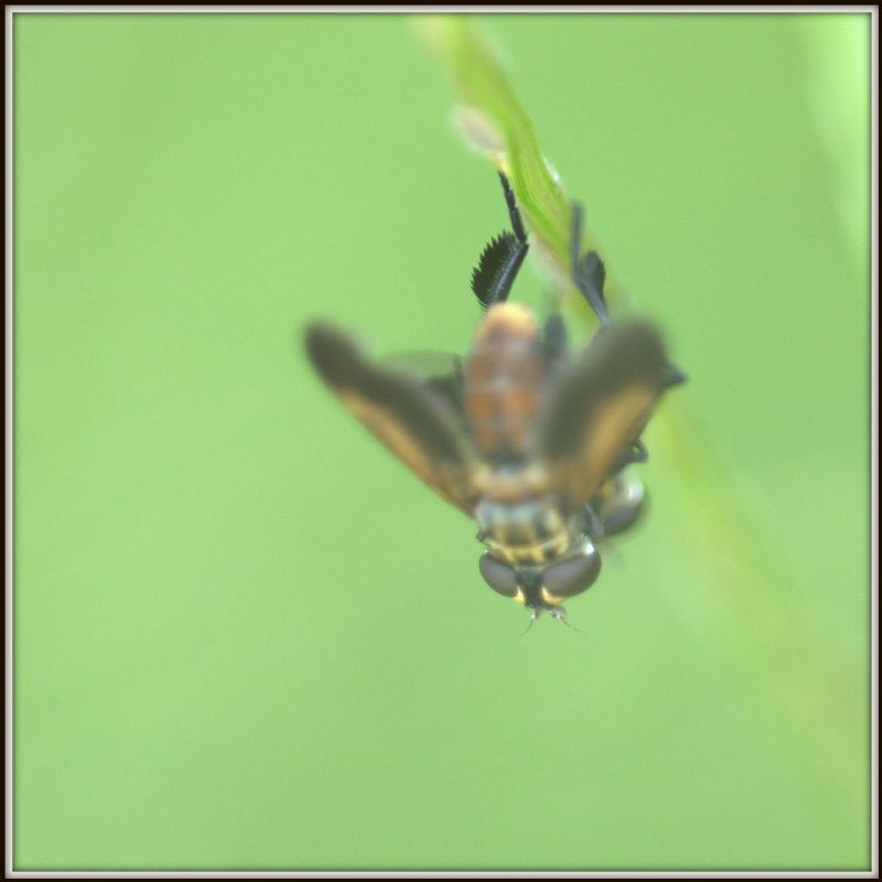 Trichopoda pennipes (Tachinidae)