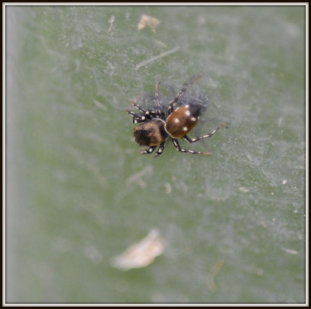 3 salticidae a me sconosciuti