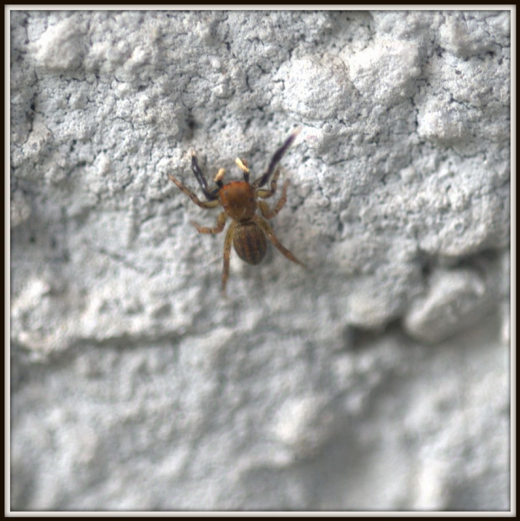 3 salticidae a me sconosciuti