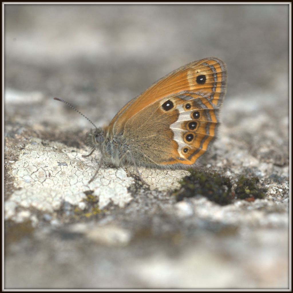 Coenonympha corinna elbana