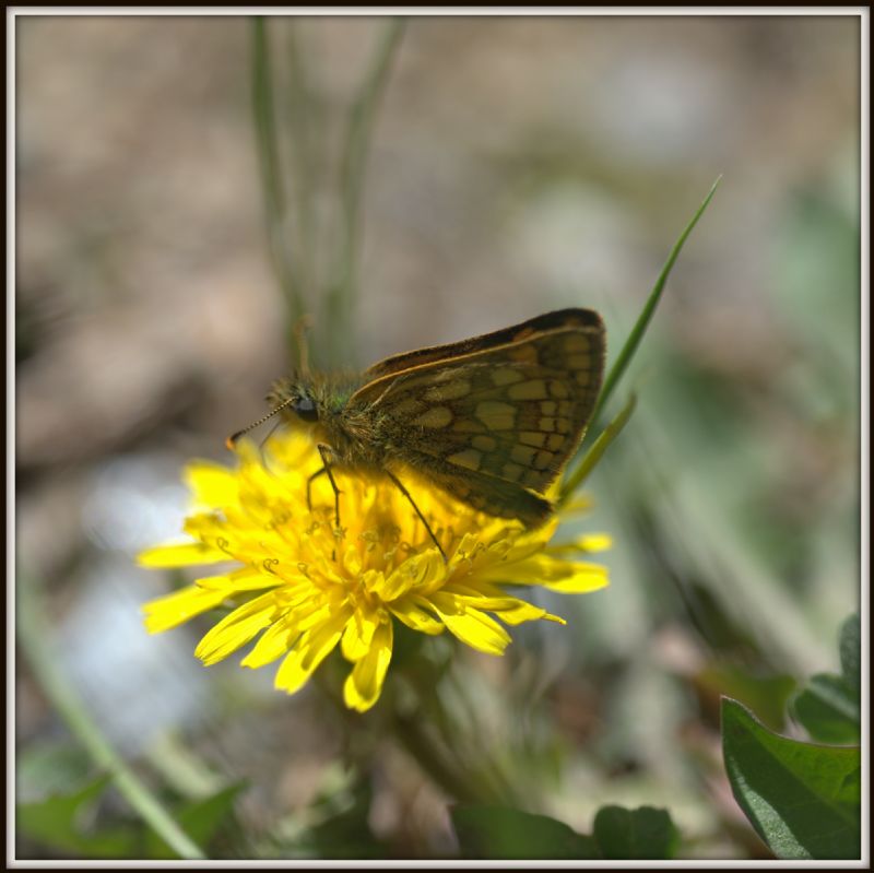 Carterocephalus palaemon