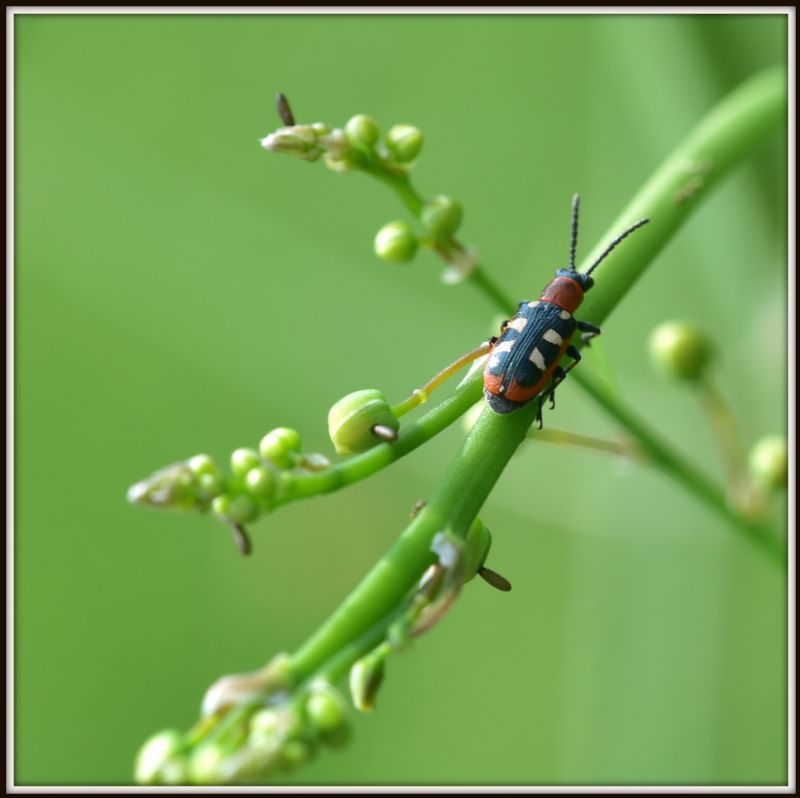 Splendido e minuscolo: Crioceris asparagi (Chrysomelidae)
