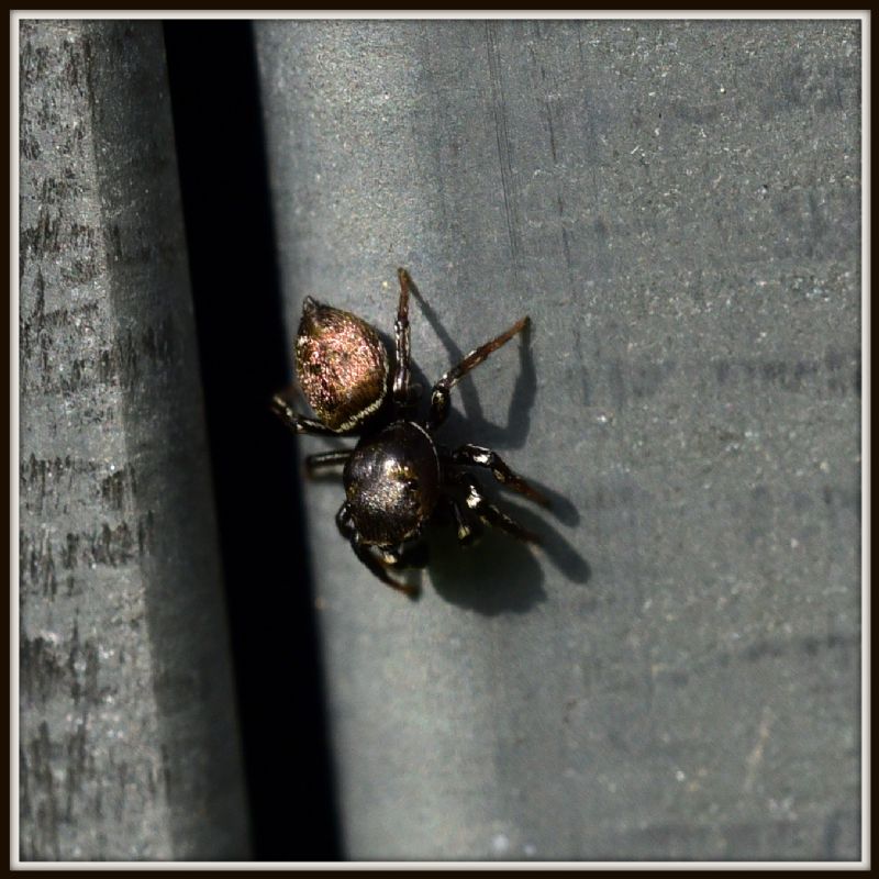 Heliophanus sp e Pseudicius sp. (cfr.)  - Camorino (TI - Svizzera)