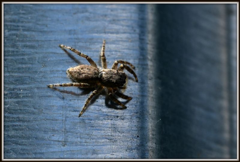 Heliophanus sp e Pseudicius sp. (cfr.)  - Camorino (TI - Svizzera)