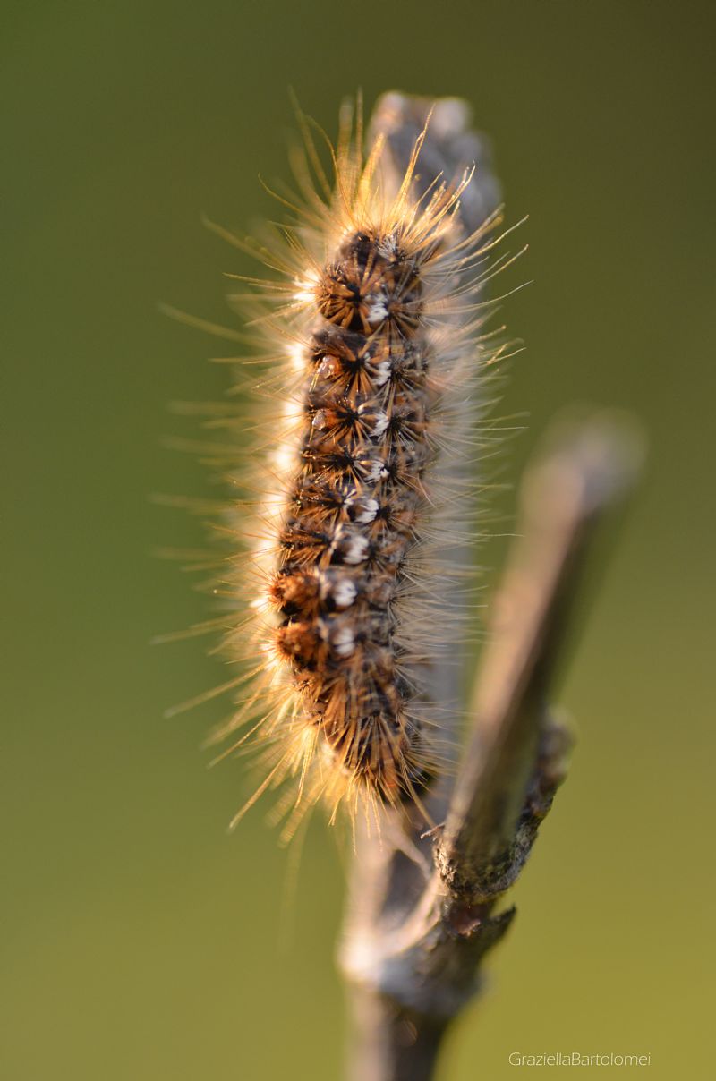 bruco di ... Euproctis chrysorrhoea (Erebidae Lymantriinae)