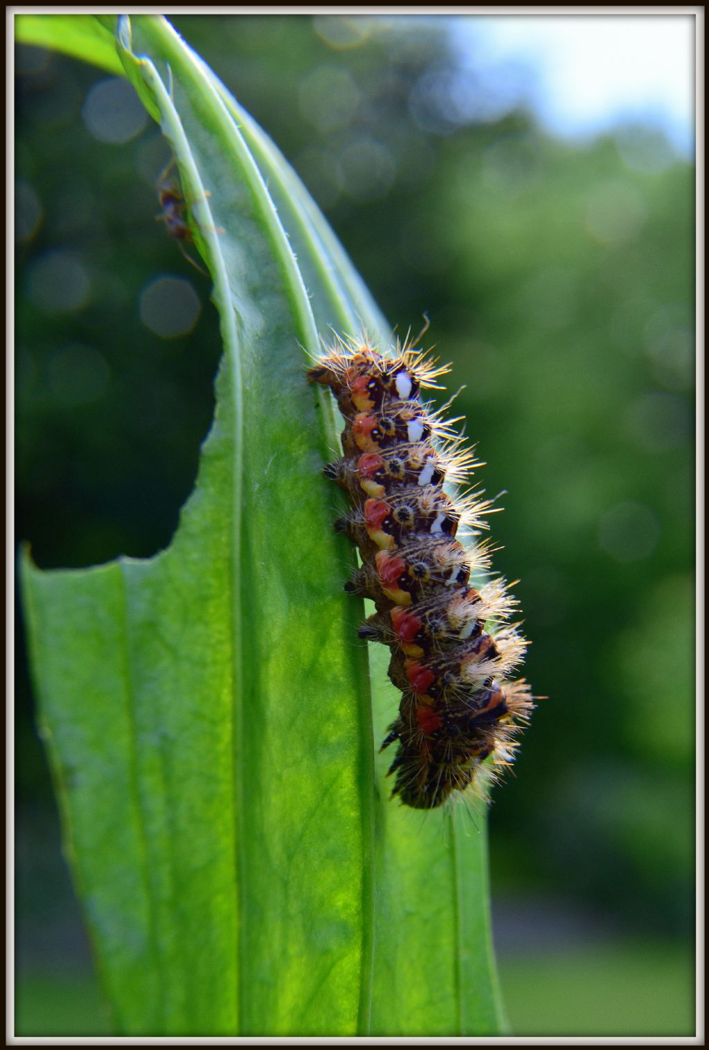 Acronicta rumicis (il solito bruco) - Noctuidae