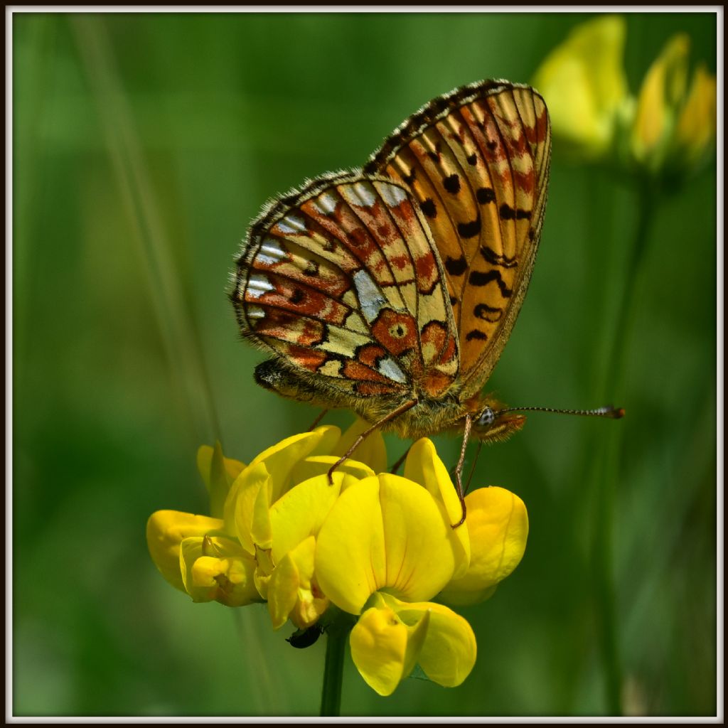 Boloria euphrosyne