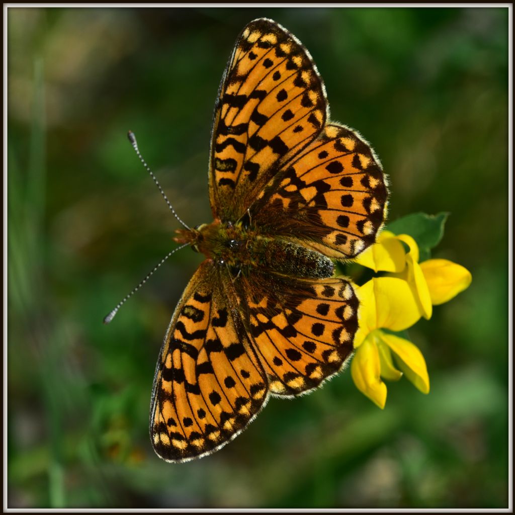 Boloria euphrosyne