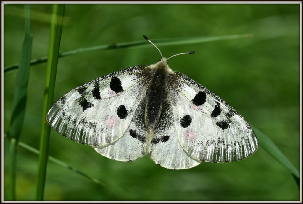 Parnassius apollo