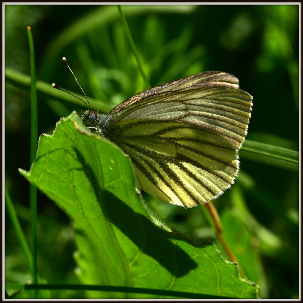 Pieris bryoniae