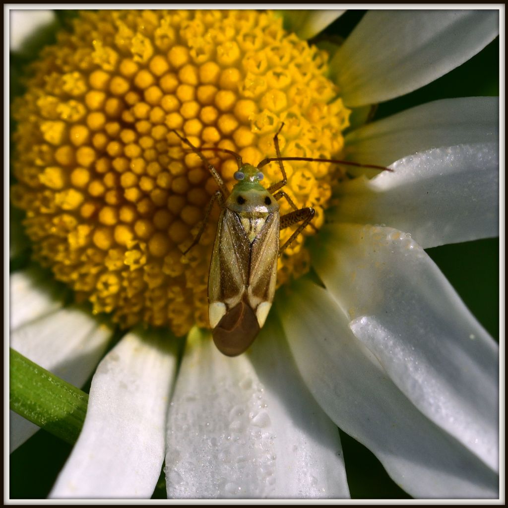 Miridae: Adelphocoris lineolatus