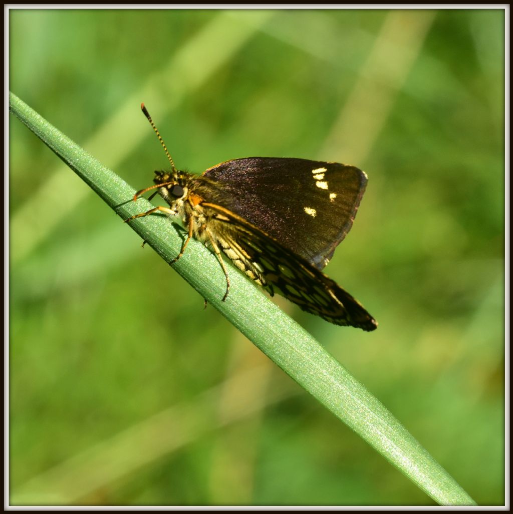 Heteropterus morpheus