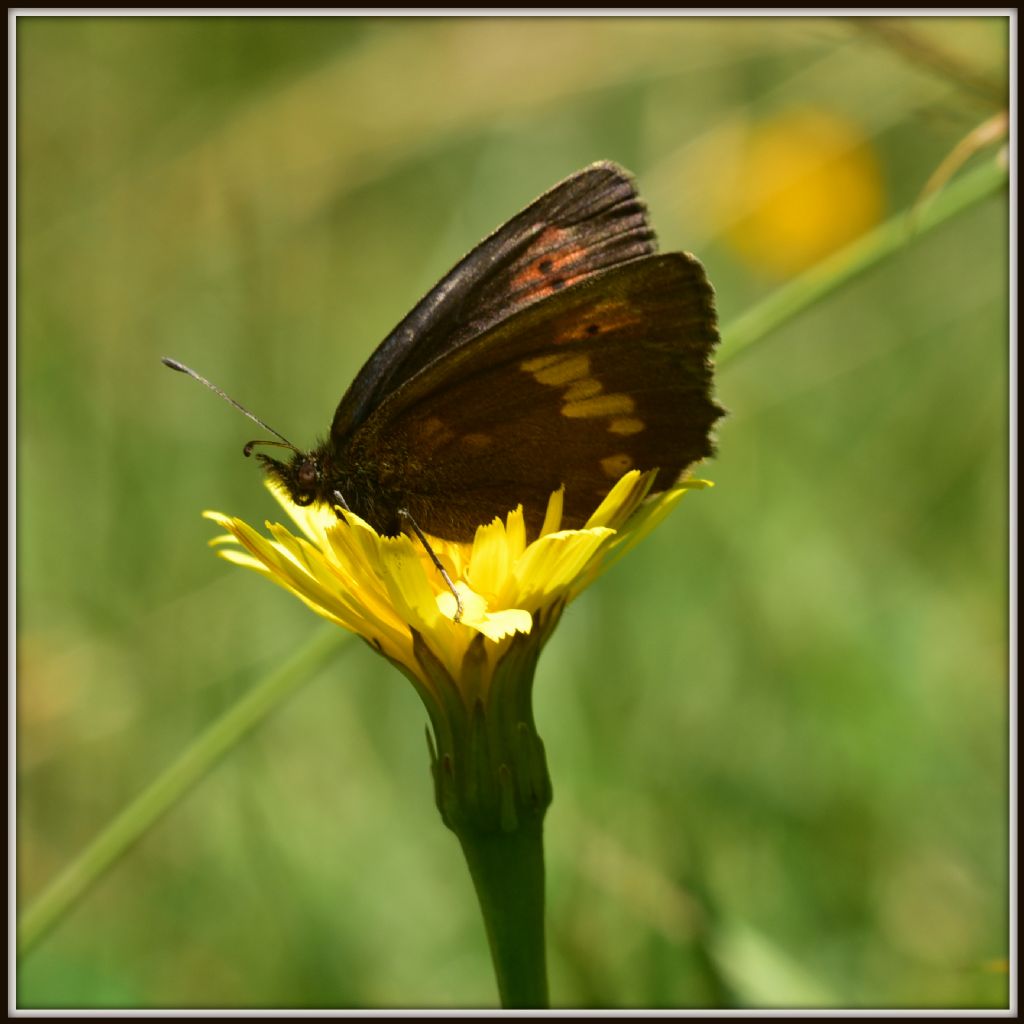 Erebia quale?