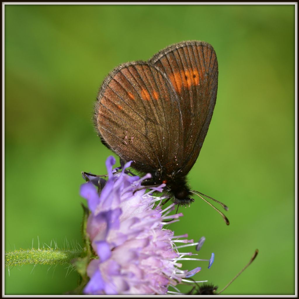 Erebia melampus, maschio (Nymphalidae Satyrinae)