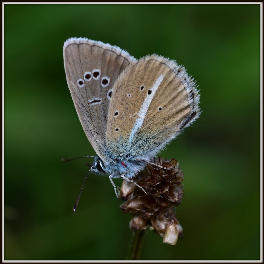 Polyommatusa damon