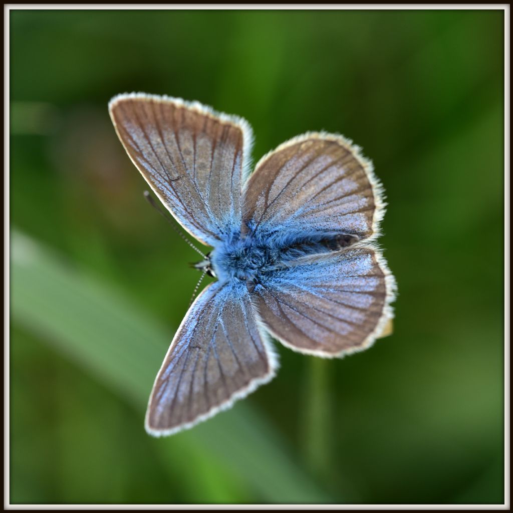 Polyommatusa damon