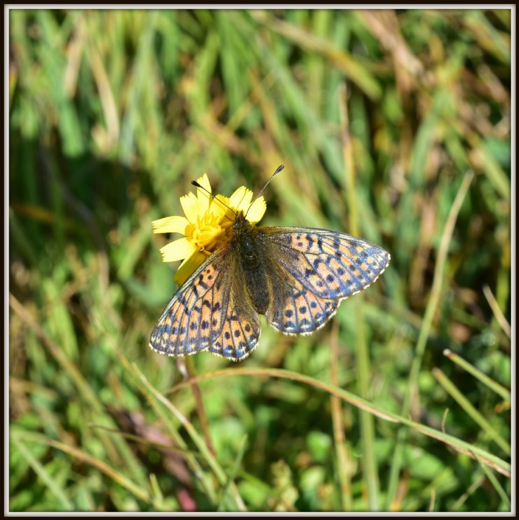 Melitaea cinxia?