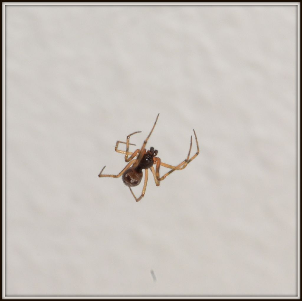 Therididiidae? Si pu identificare?