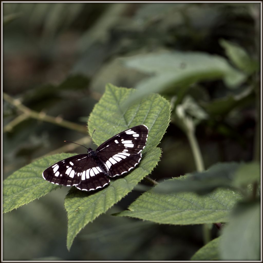 Neptis rivularis e Apatura iris (Nymphalidae)