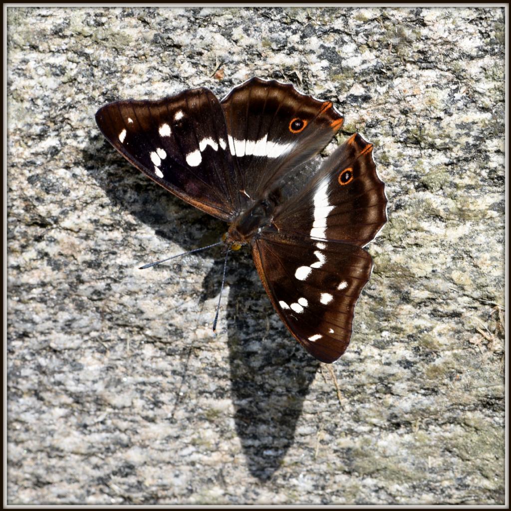 Neptis rivularis e Apatura iris (Nymphalidae)