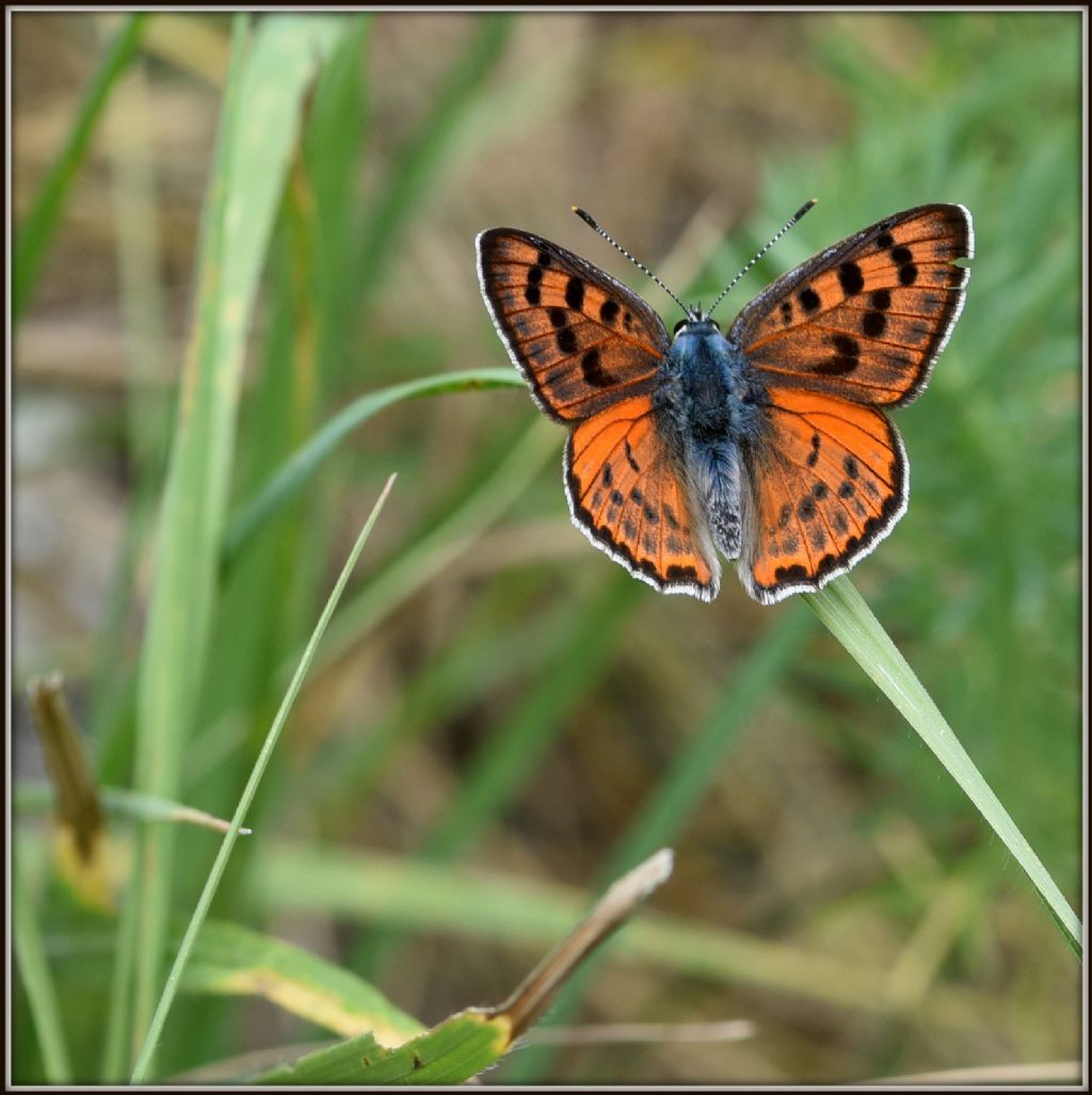 Lycaena alcyphron gordius