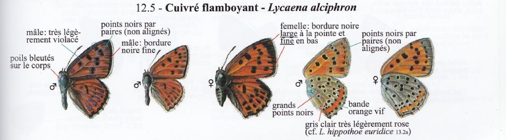 Lycaena alcyphron gordius