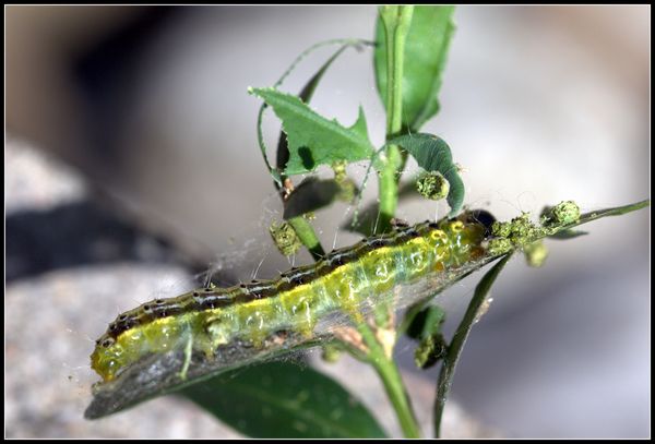 id. farfalletta madreperlacea