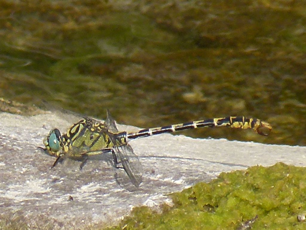 libellula