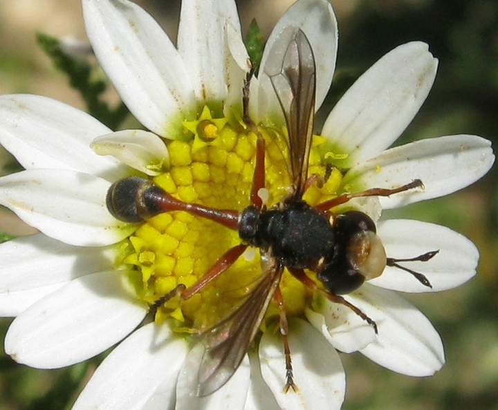 Sphiximorpha ? No Physocephala