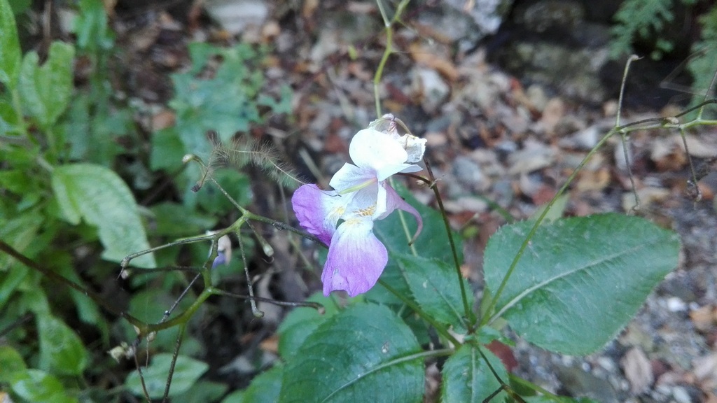 Impatiens balfourii