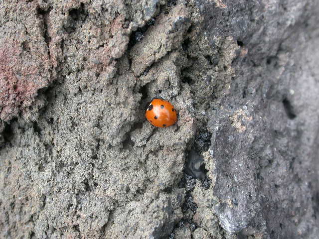 IDENTIFICAZIONE COCCINELLA: C. septempunctata