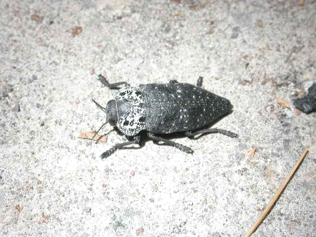 Identificazione Coleottero -  Capnodis tenebrionis