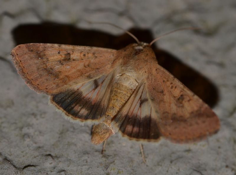 Noctuidae S.Pietro (BO)