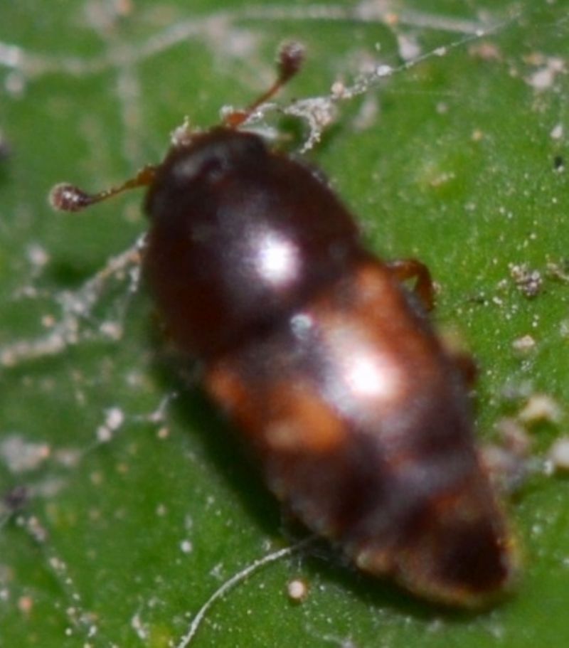 Nitidulidae da id.