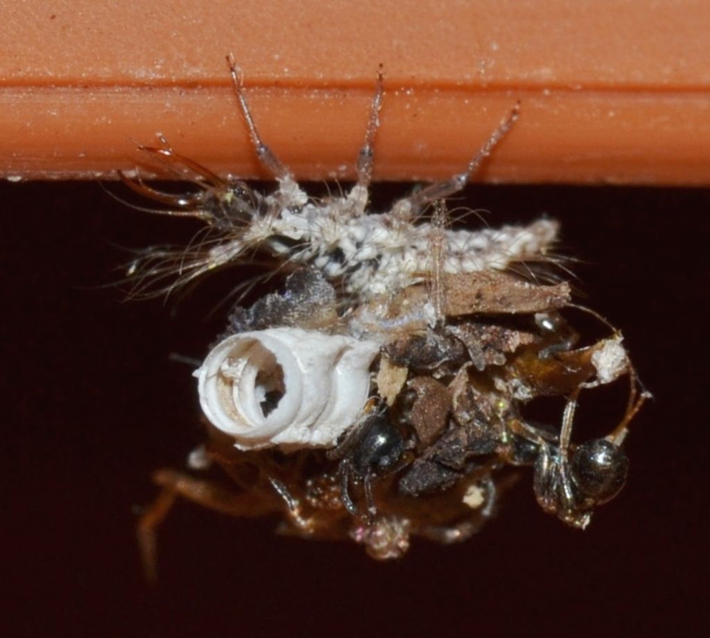larva di Chrysopidae: Pseudomallada sp.